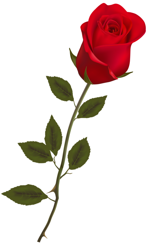 hermoso tallo rosa roja png