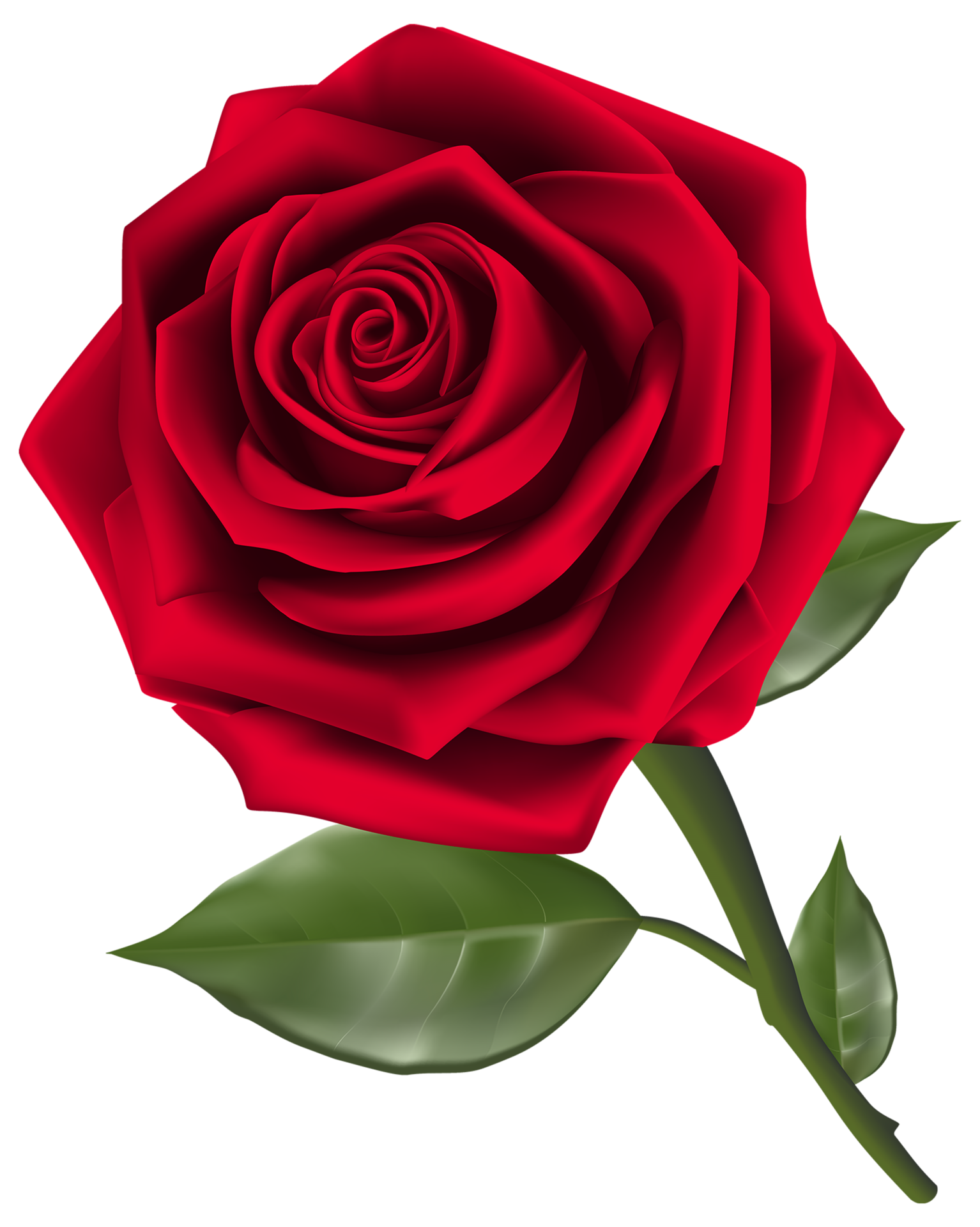Free Beautiful Red Rose 14033606 PNG with Transparent Background