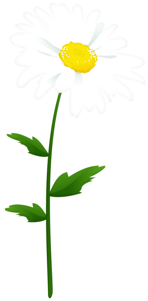 Chamomile Flower Transparent png