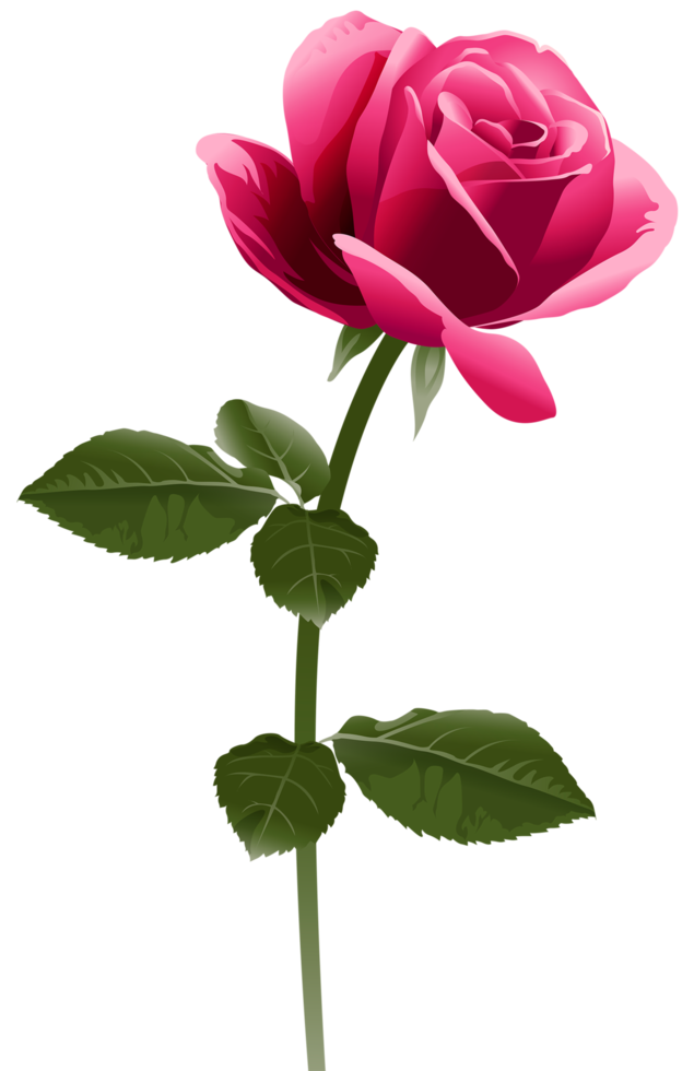 rosa rosa trasparente png