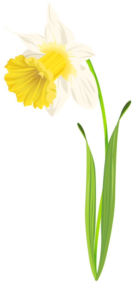 Daffodil Flower Transparent png