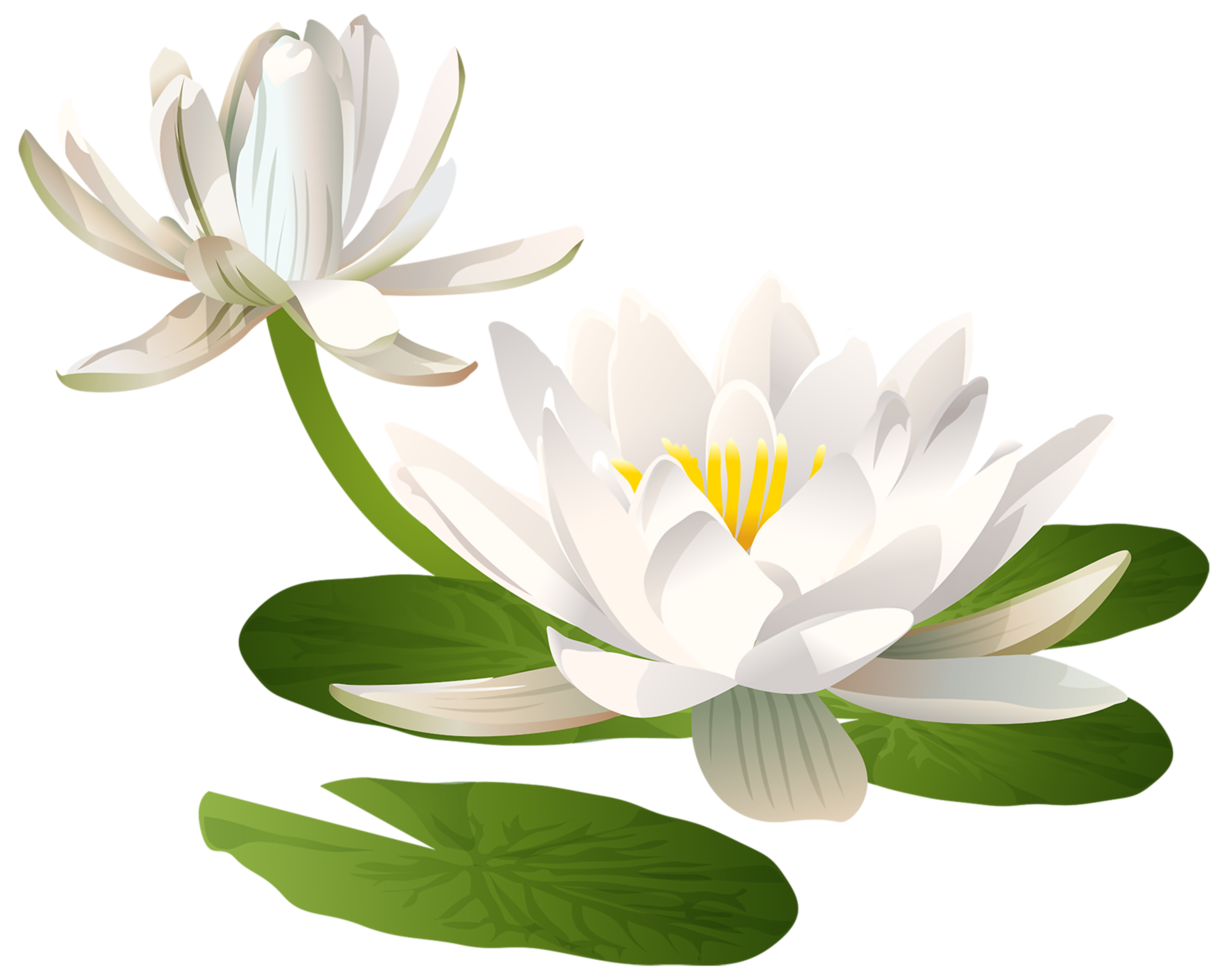 Seerose transparent png