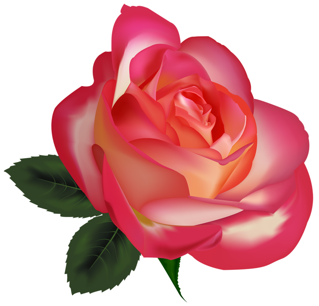 Beautiful Rose Transparent png