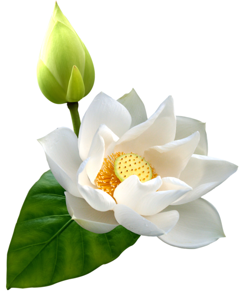 Weißer Lotus transparent png