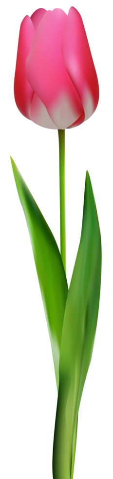 Pink Tulip Transparent png