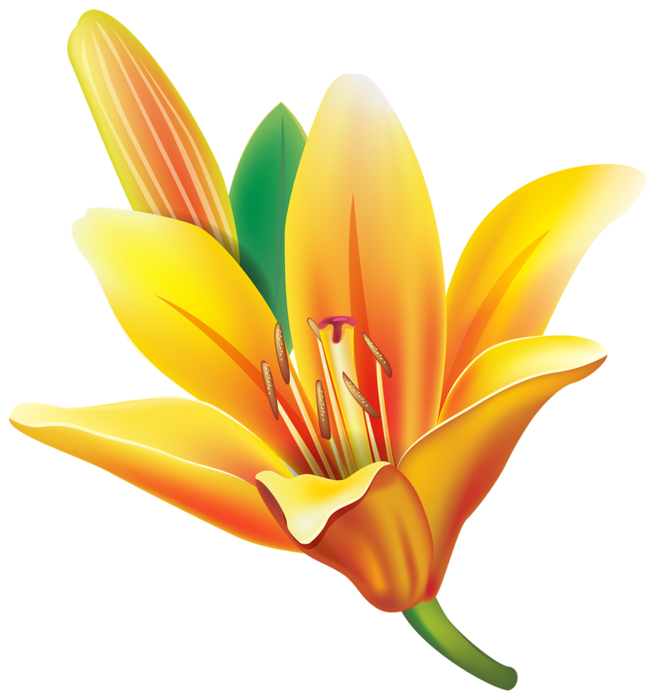 Free flor de lírio amarelo 14033626 PNG with Transparent Background