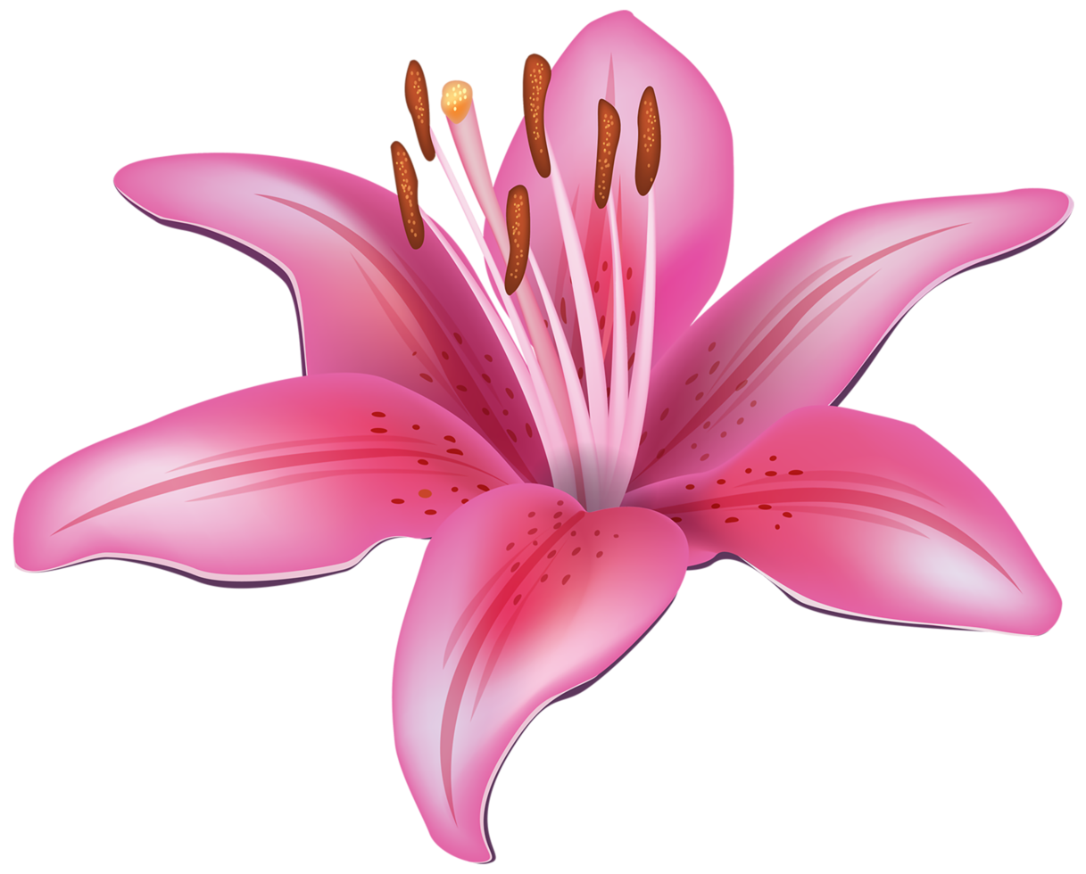 Pink Lily Flower png