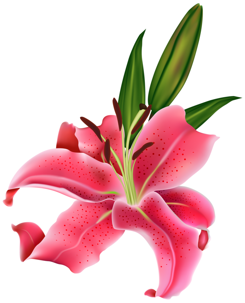 lelie roze bloem png