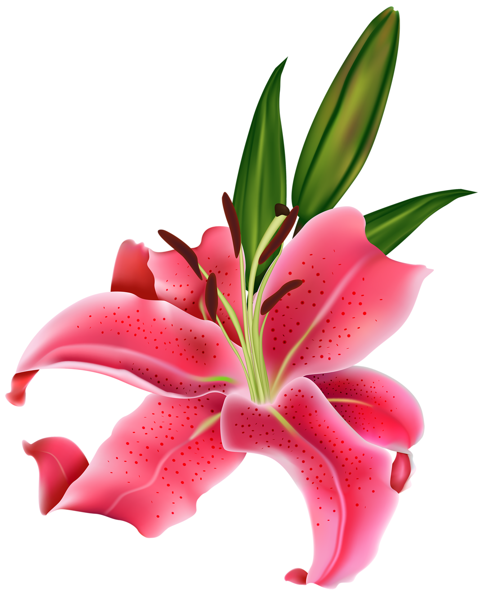 Lily Pink Flower 14033630 PNG