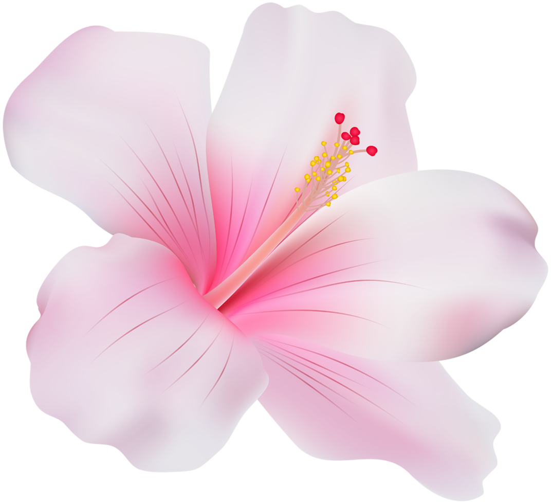roze hibiscus transparant png