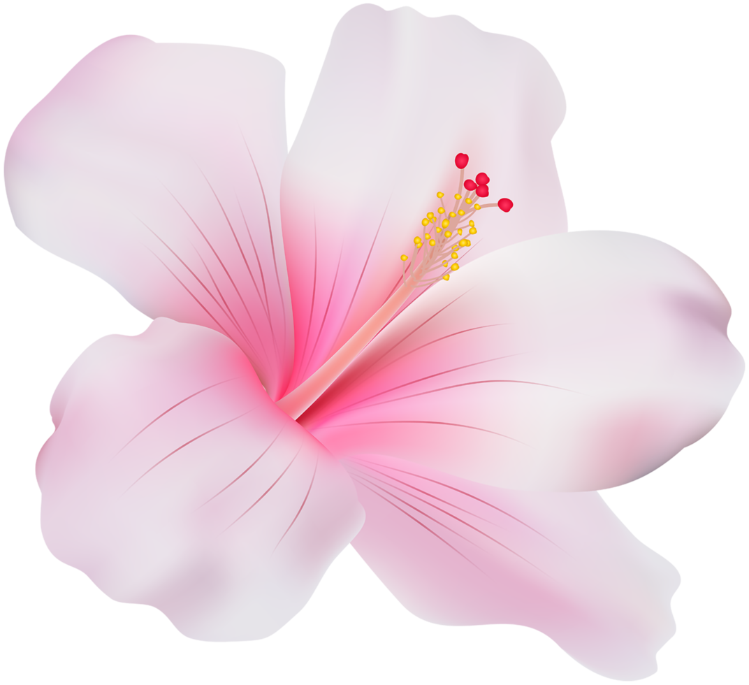 rosa hibiskus transparent png