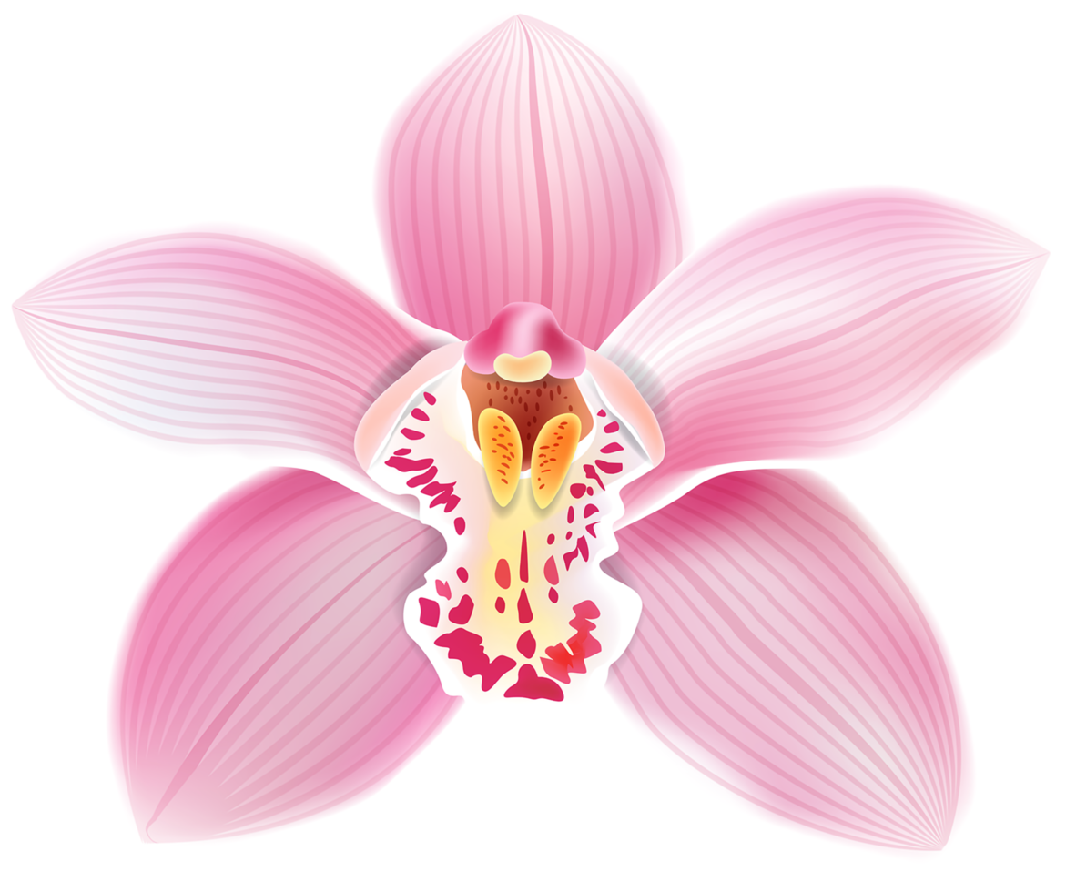 rosa orkide transparent png