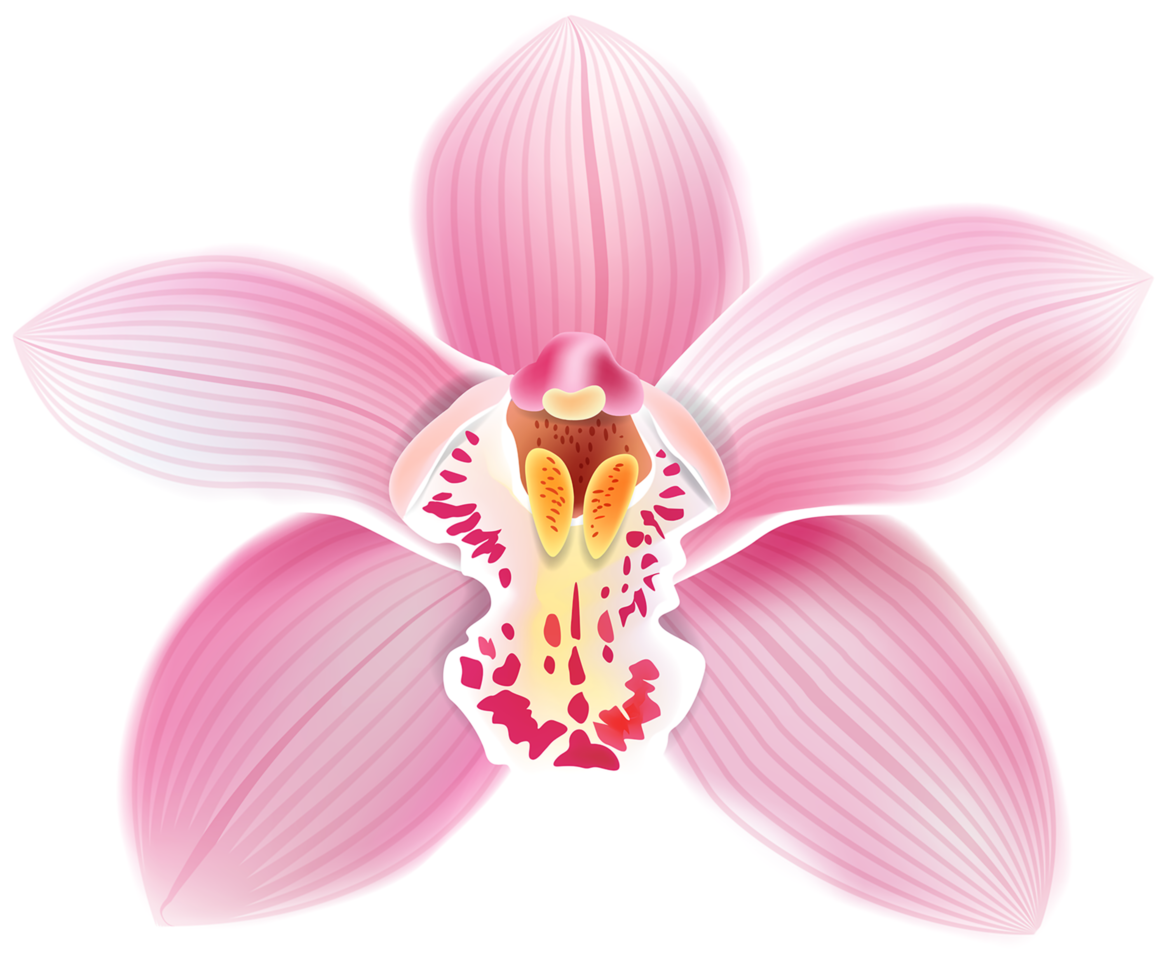 Pink Orchid Transparent png