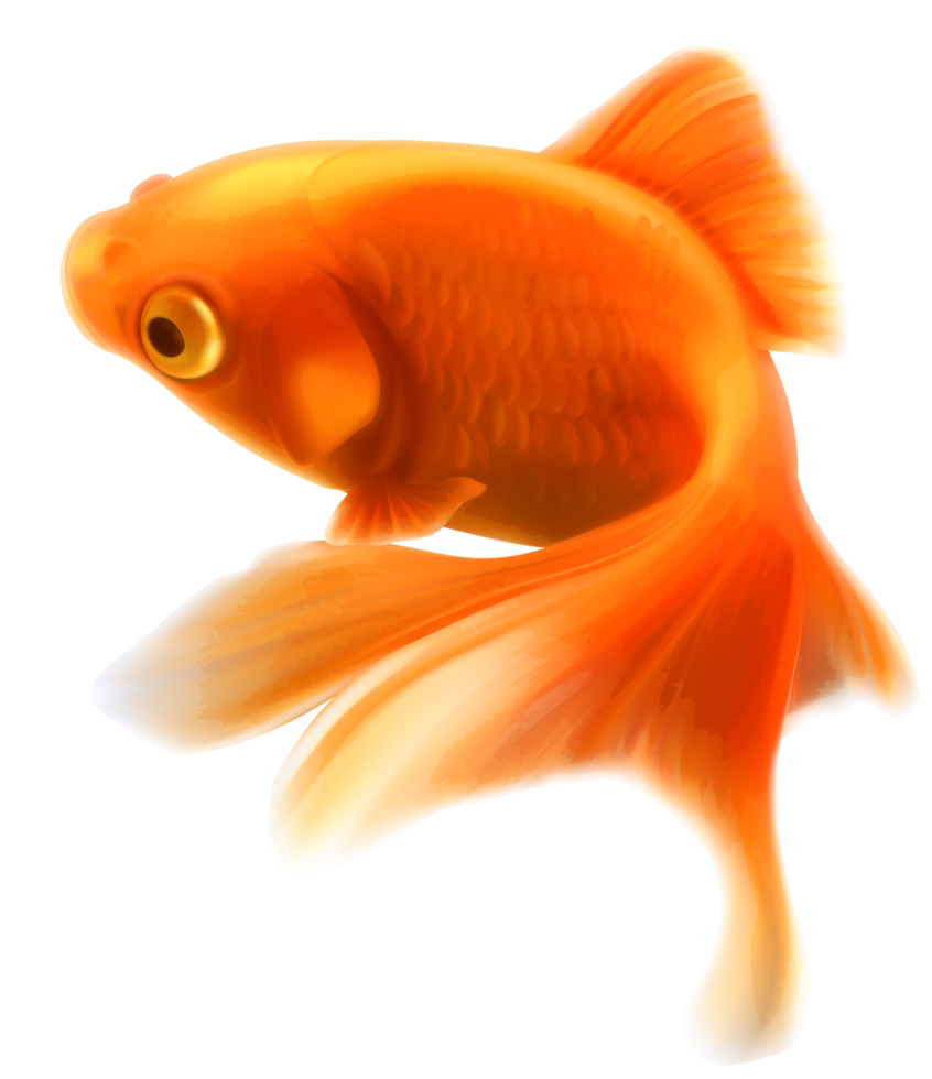 Gold Fish Transparent png