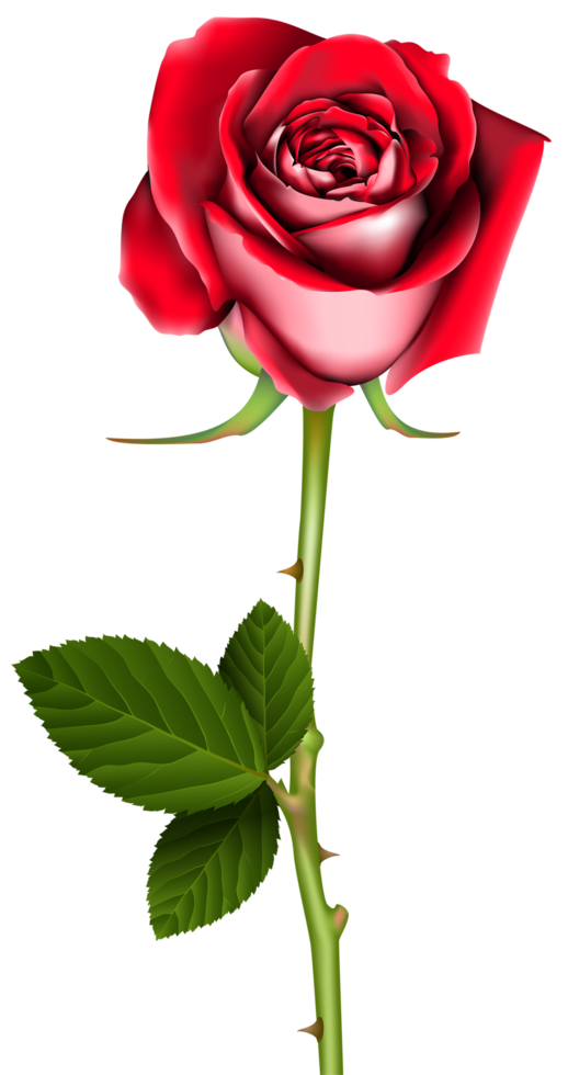 Rose Flower Transparent png