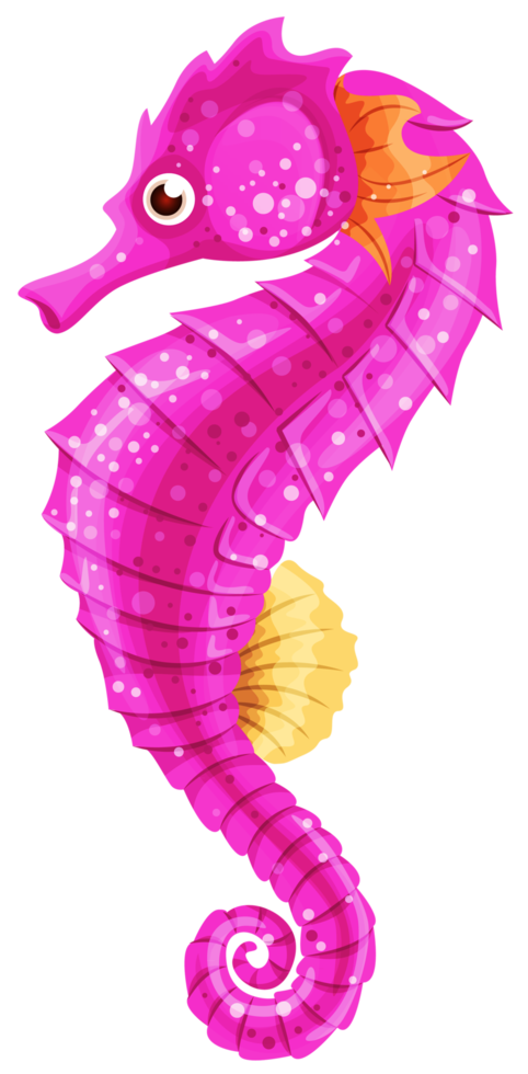 Seepferdchen transparent png