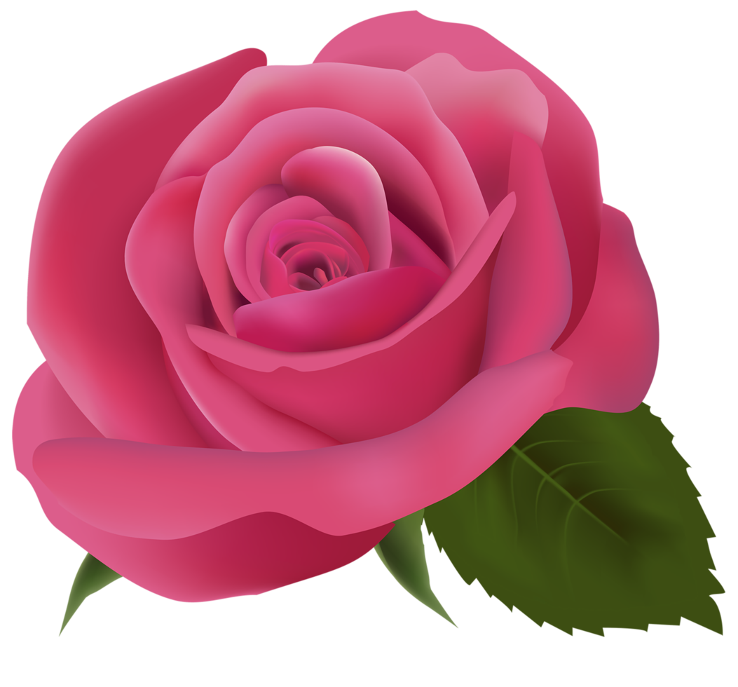 Pink Rose Transparent png