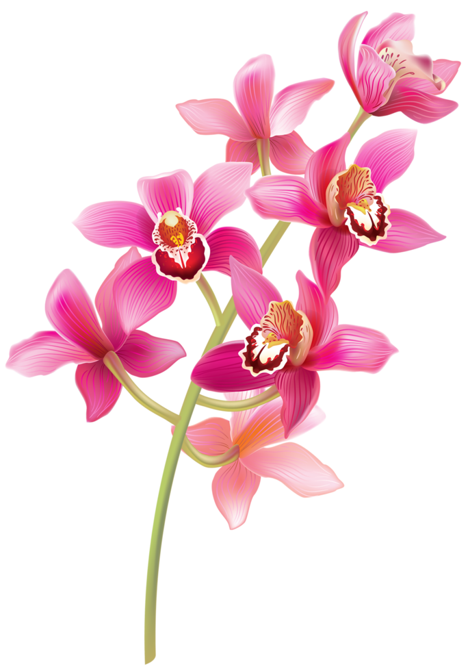 Free hastes de orquídeas rosa 14033665 PNG with Transparent Background