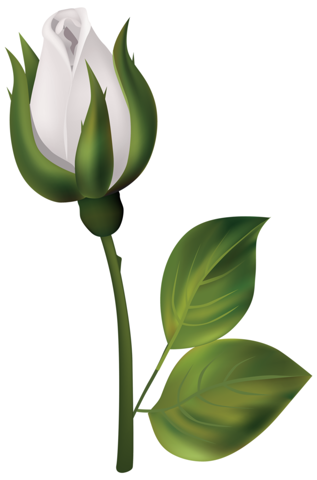 White Rose Bud png
