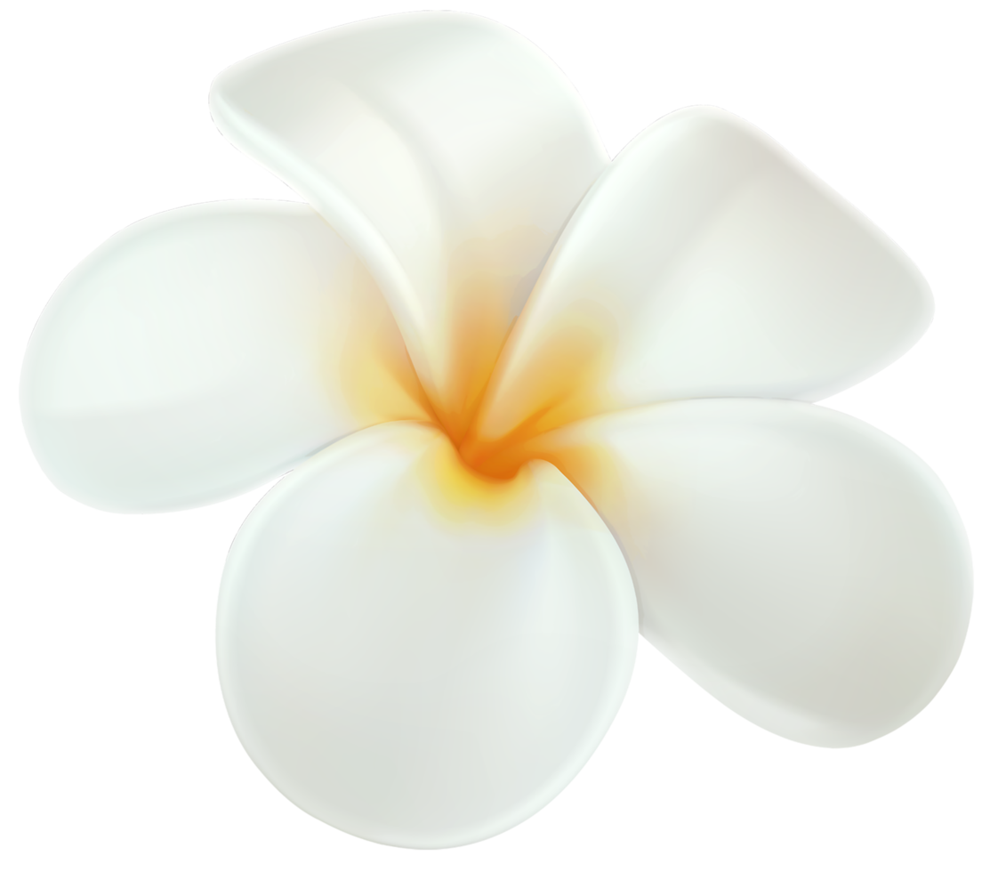 plumeria flor transparente png