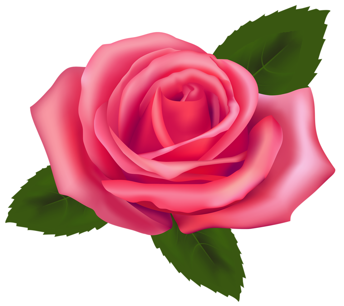 Beautiful Pink Rose png