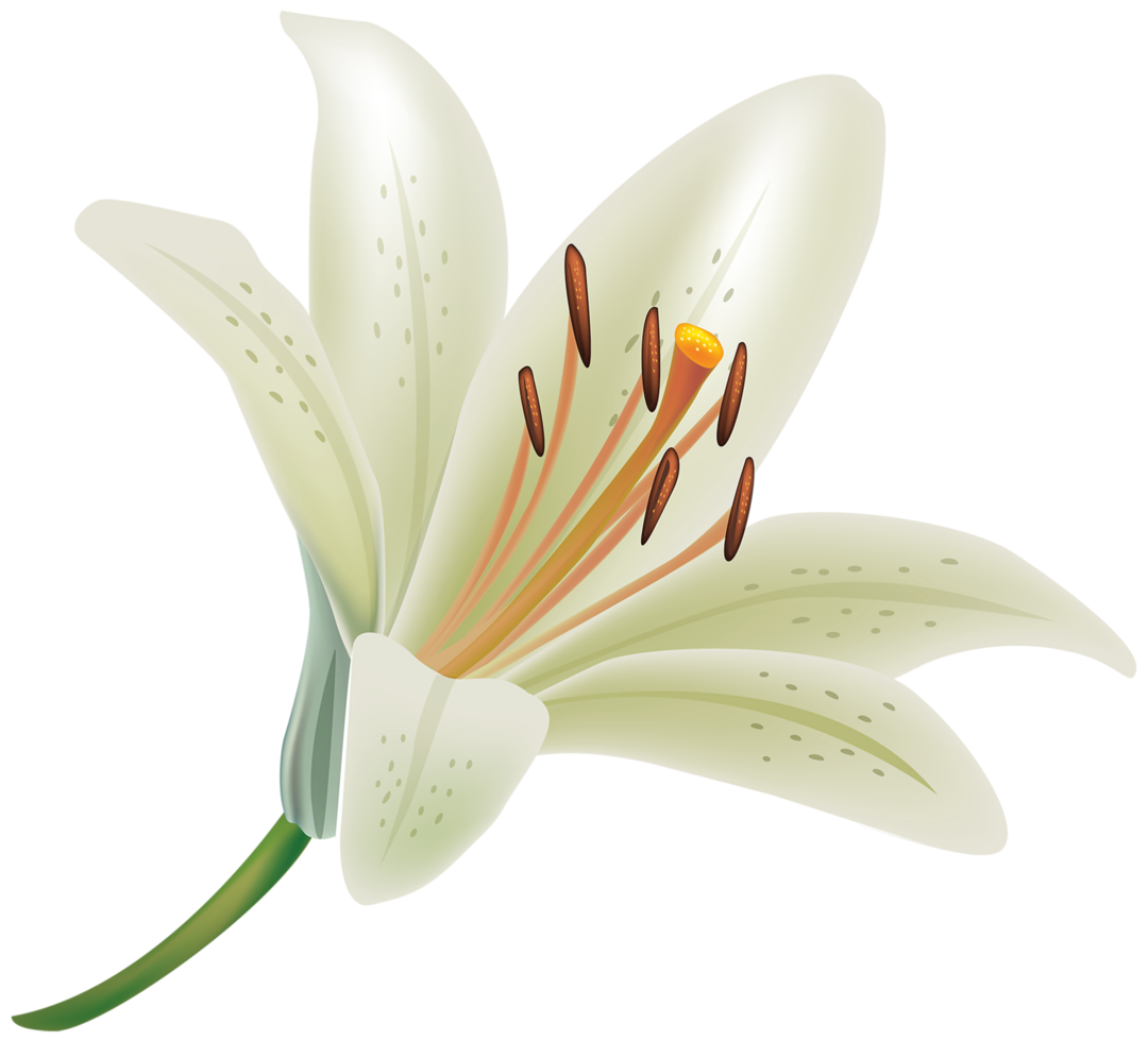 weiße Lilienblume png