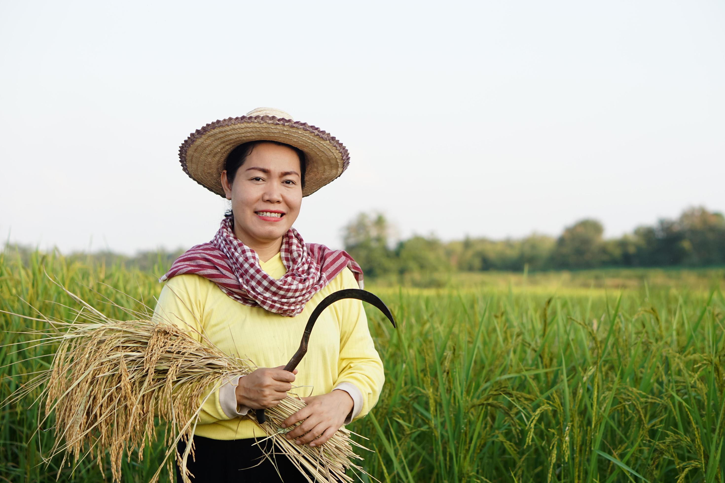 Happy Asian Female Farmer Wear Hat Thai Loincloth Holds Sickle To Harvest Rice Plants At Paddy