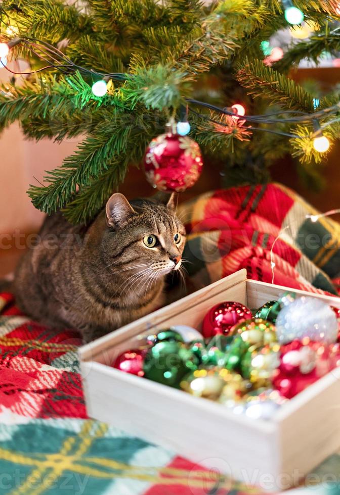 Mackerel Tabby striped cat sitting by Christmas tree decorated with balls and garland ligths on red blanket Chinese New Year holidays decorations photo