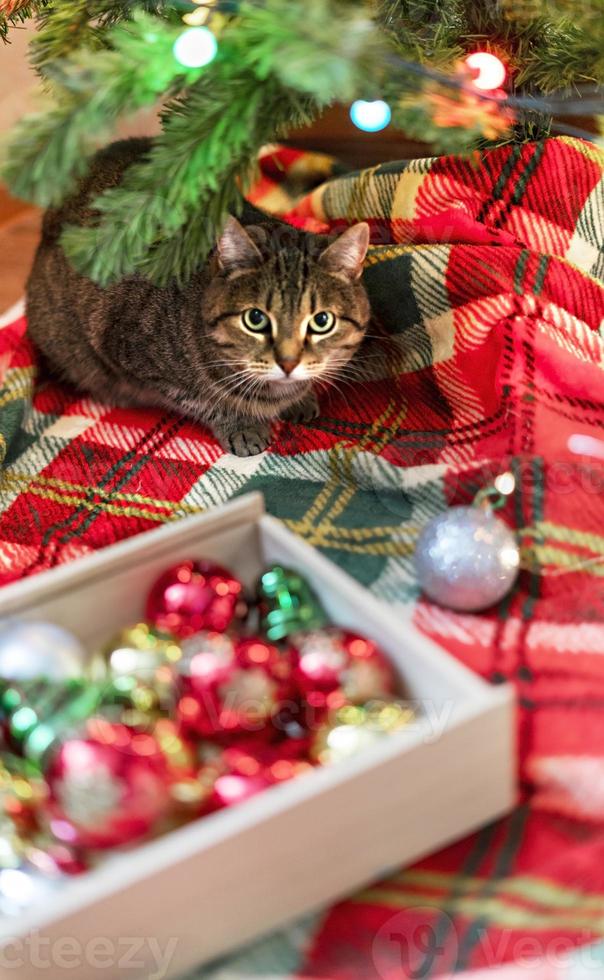 Mackerel beige Tabby striped cat sitting by Christmas tree decorated with balls and garland ligths on red blanket Chinese New Year holidays decorations photo