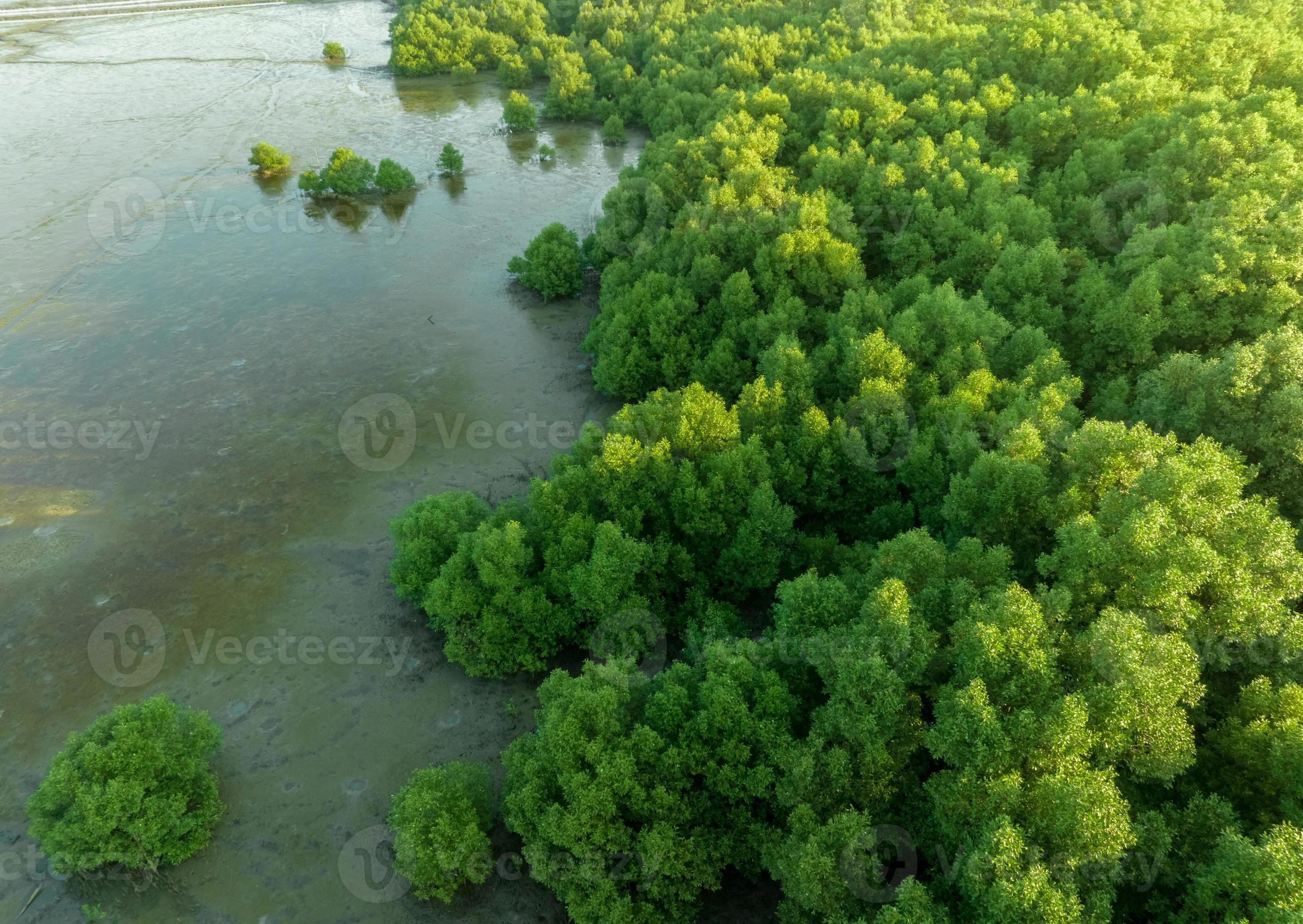 Green mangrove forest with morning sunlight. Mangrove ecosystem