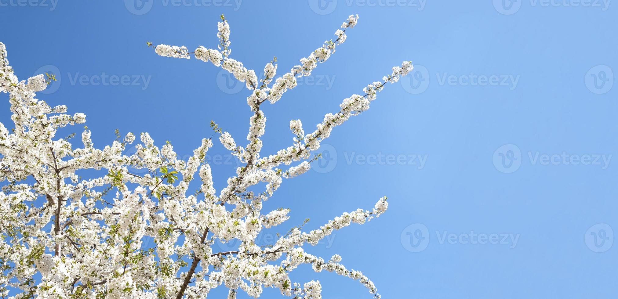 Branch of blooming white flowers of cherry plum tree in early spring. Amazing natural floral spring banner or greeting card, postcard, poster. Selective focus photo