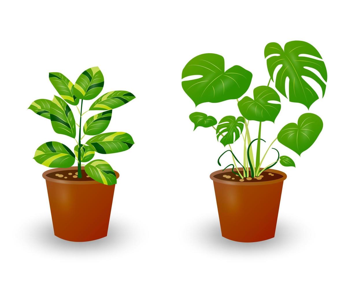 Zamiokulkas Dollar Tree and Monstera plant in pot isolated on white background. Decorative plant for home interior or office. Room flower. Vector illustration.