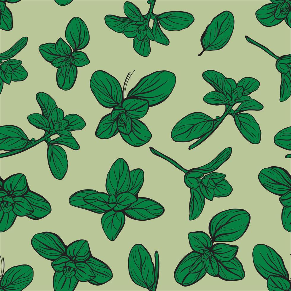 Basil Pattern. Italian herbs. Marjoram pattern. vector