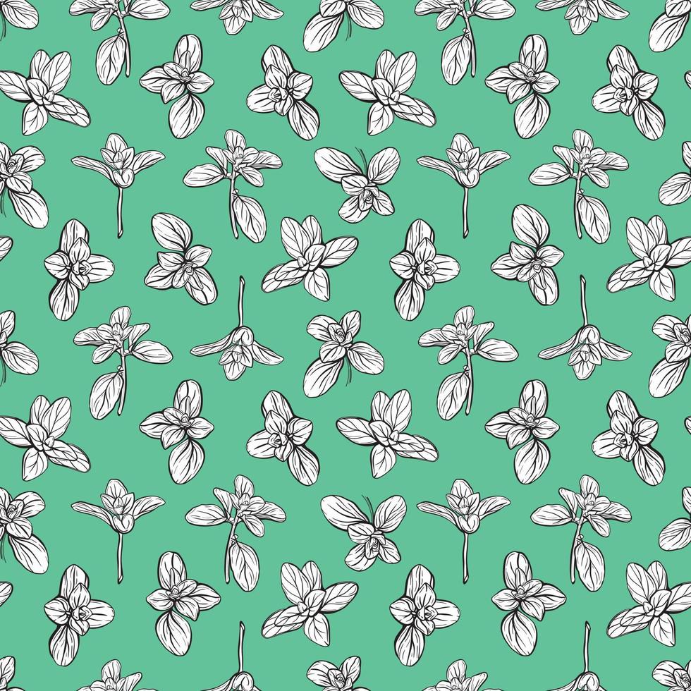 Basil Pattern. Italian herbs.A sprig of marjoram. vector