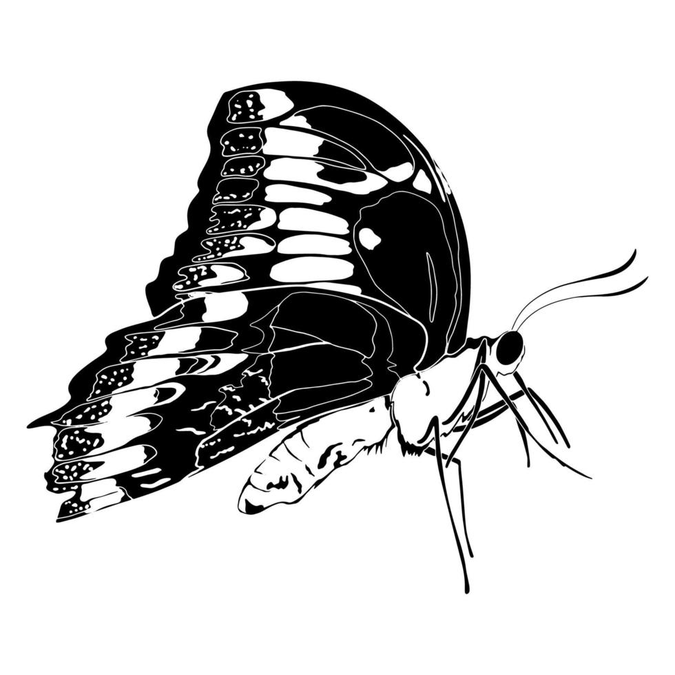 ilustración de silueta de mariposa. aislado sobre fondo blanco. vector