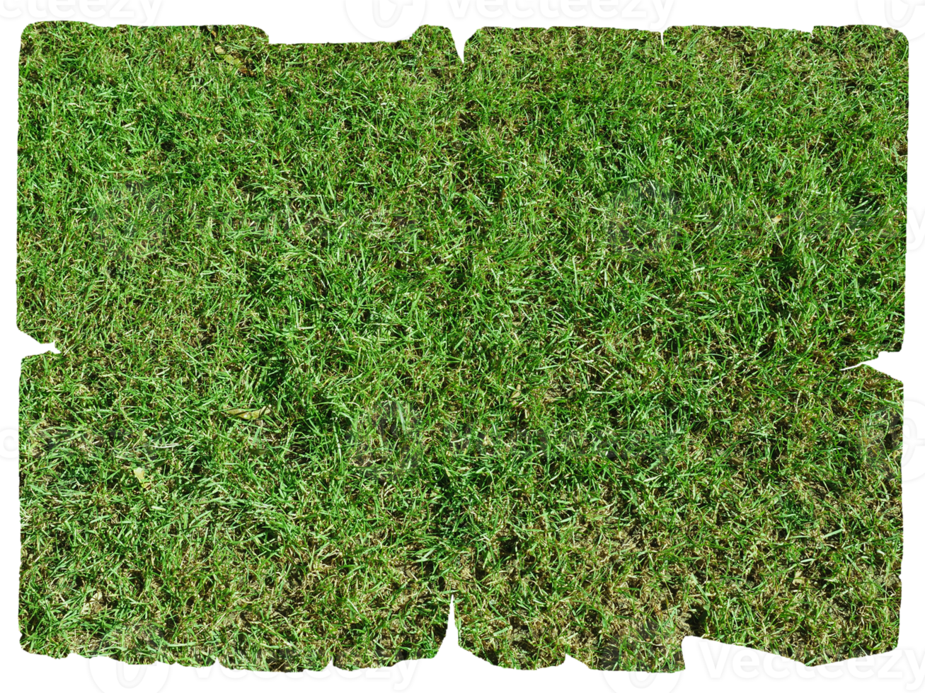 grass parchment isolated png