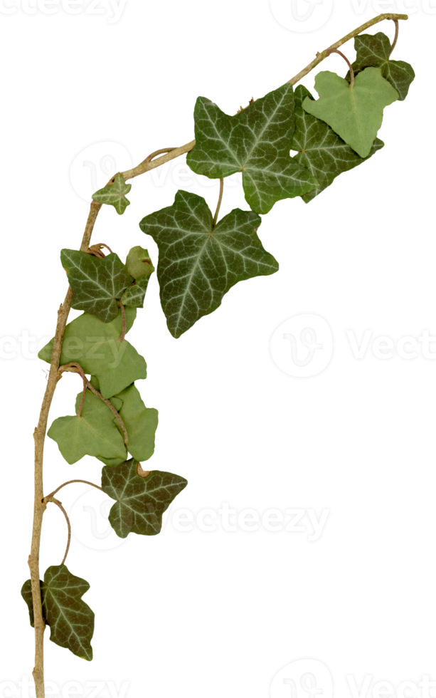 Ivy twig and leaves png