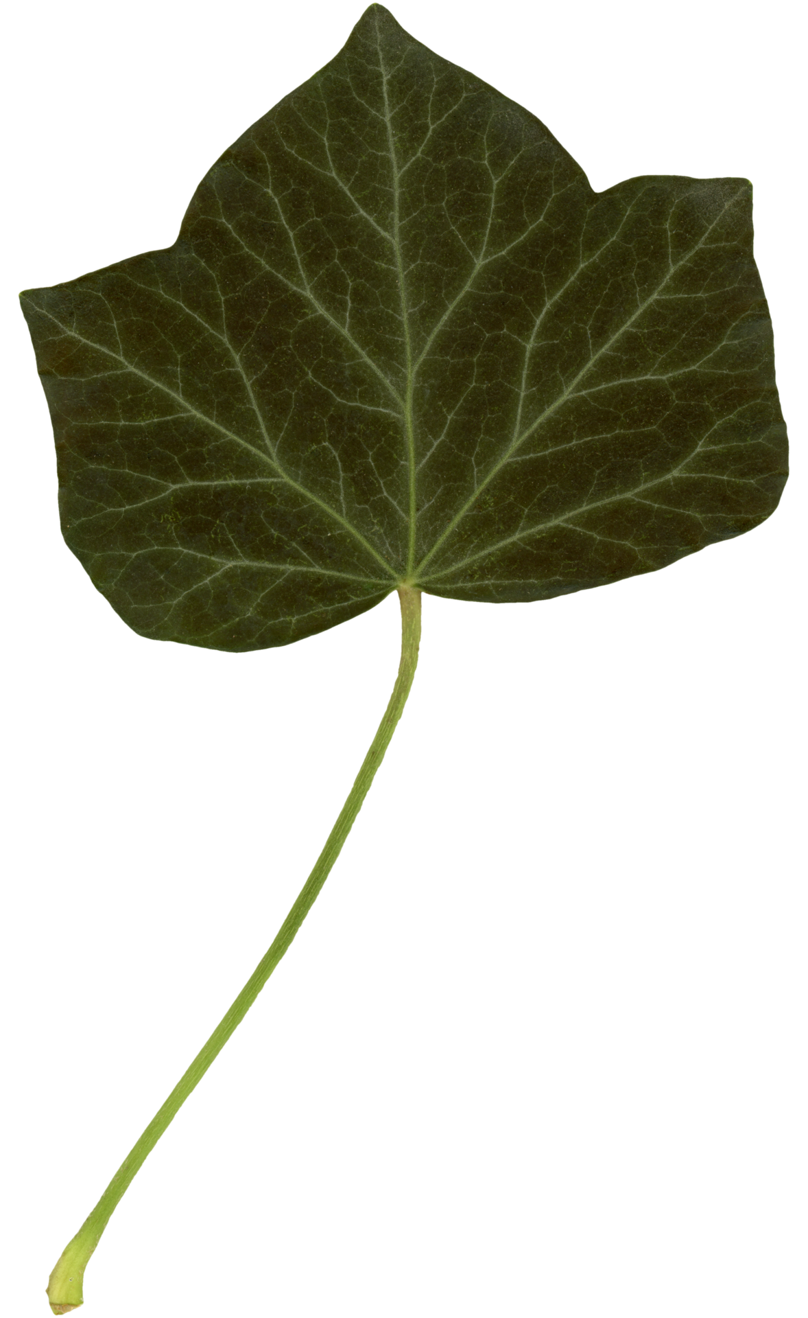 Ivy leaf isolated 14038201 PNG
