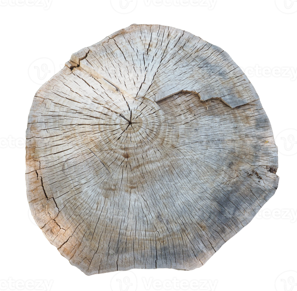 Tree trunk section with transparent background png