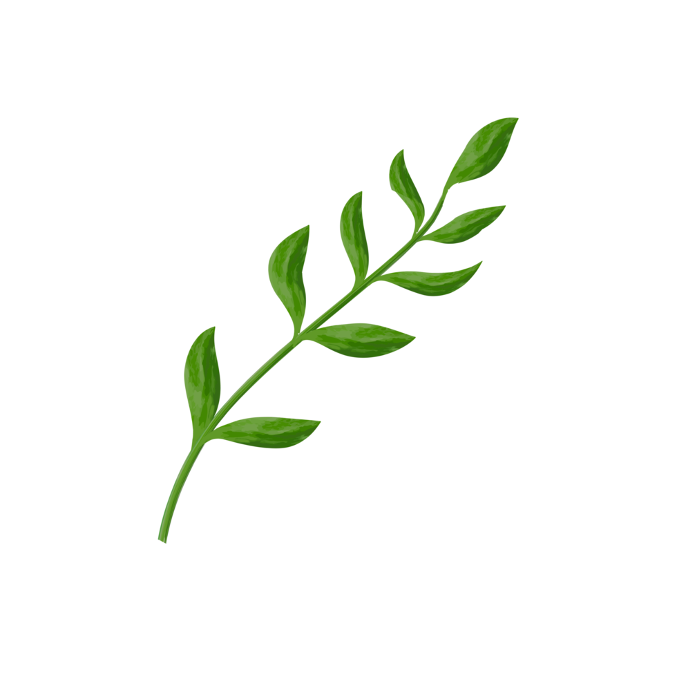 Leaf watercolor painted for Decorative or Element design. transparent background png