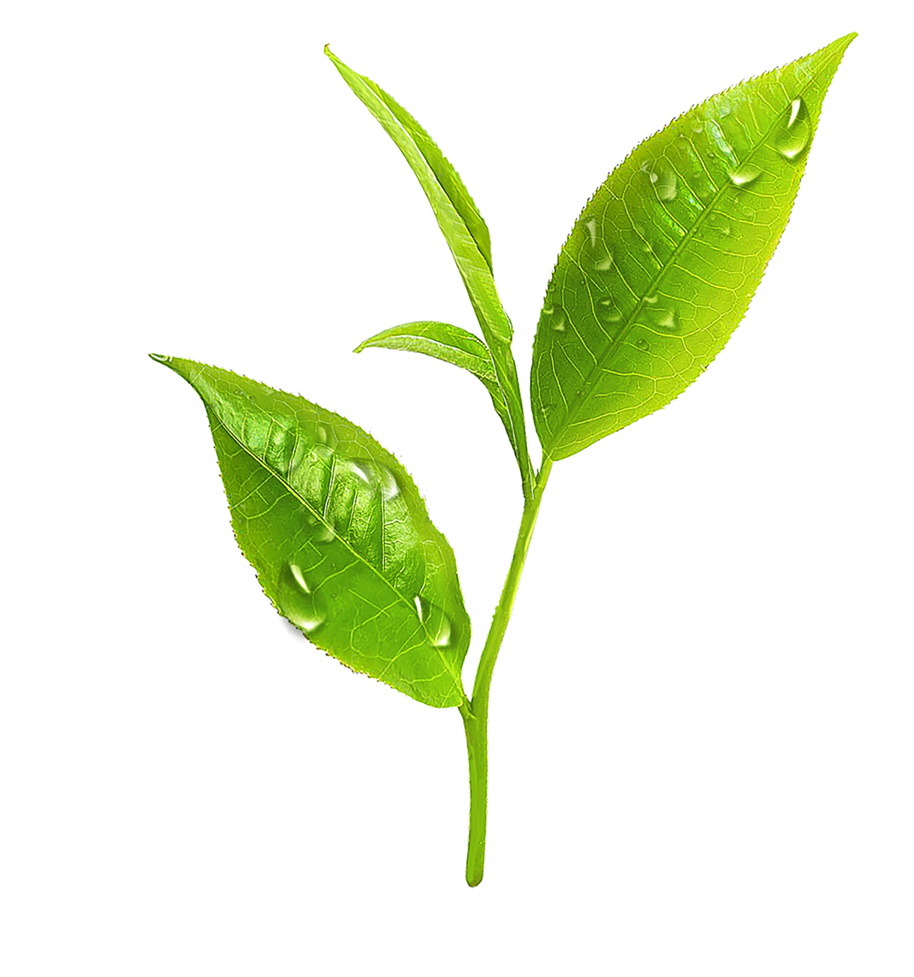 Fresh Tea Leaves With Dew On The Leaf Surface 14038702 Png