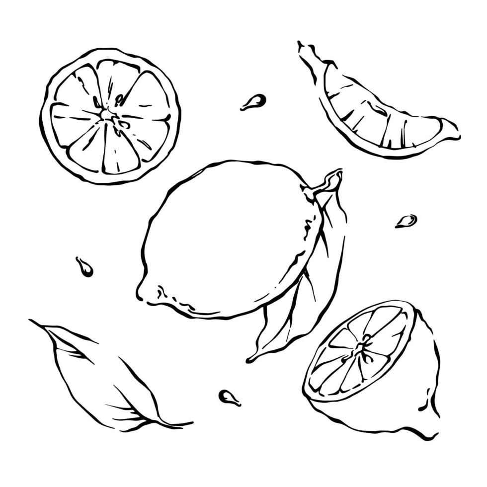 contorno de limón ilustración vectorial en blanco y negro. Rodajas de limón y dibujo de hojas. elementos dibujados a mano alzada en estilo doodle.. vector