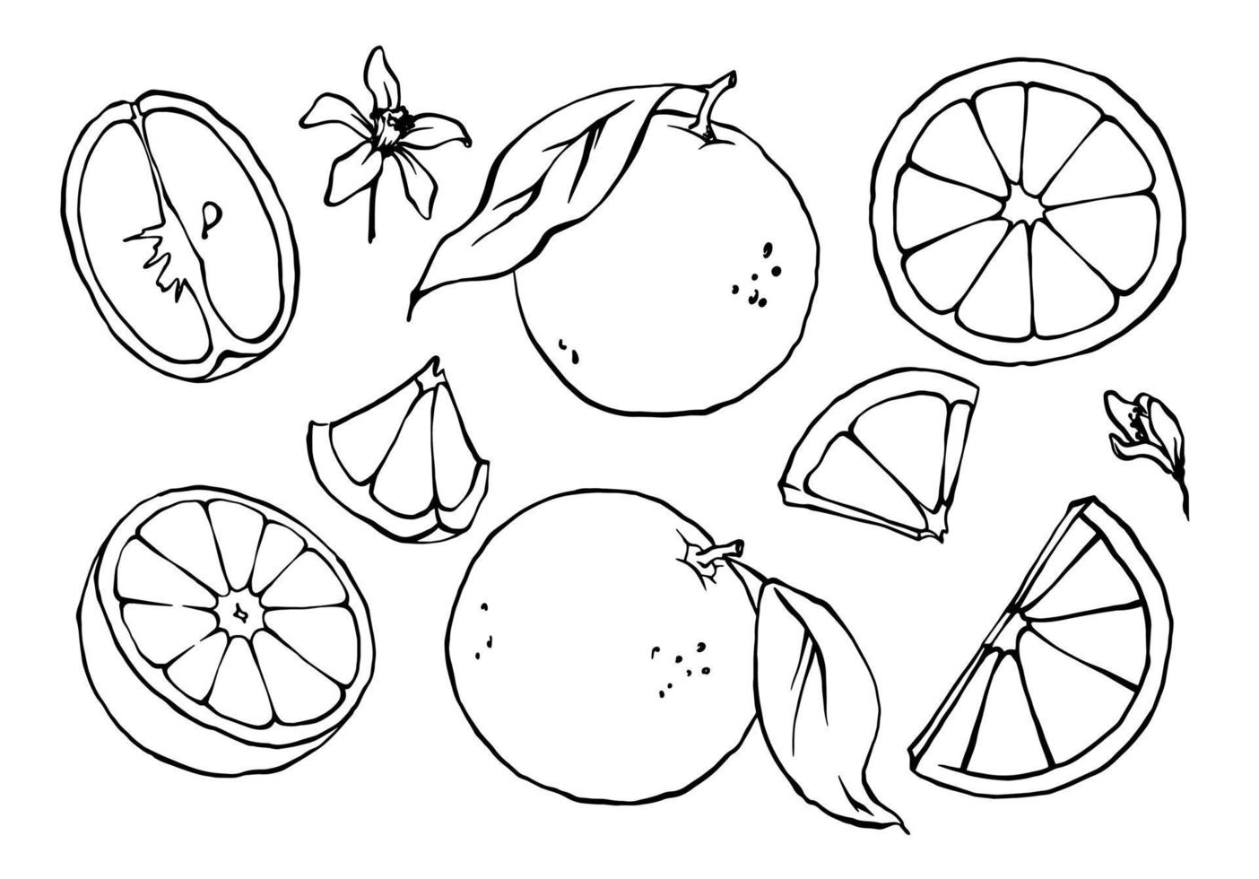 las naranjas esbozan el dibujo vectorial en blanco y negro. Conjunto de ilustraciones de rodajas, hojas y flores de naranja dibujadas a mano. vector