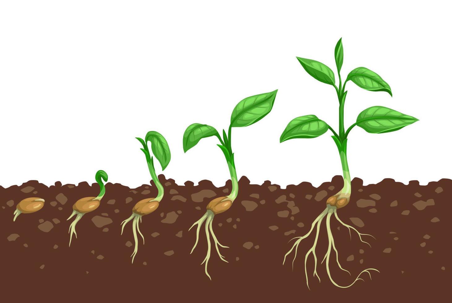 Plant growth steps, seed germination in soil vector