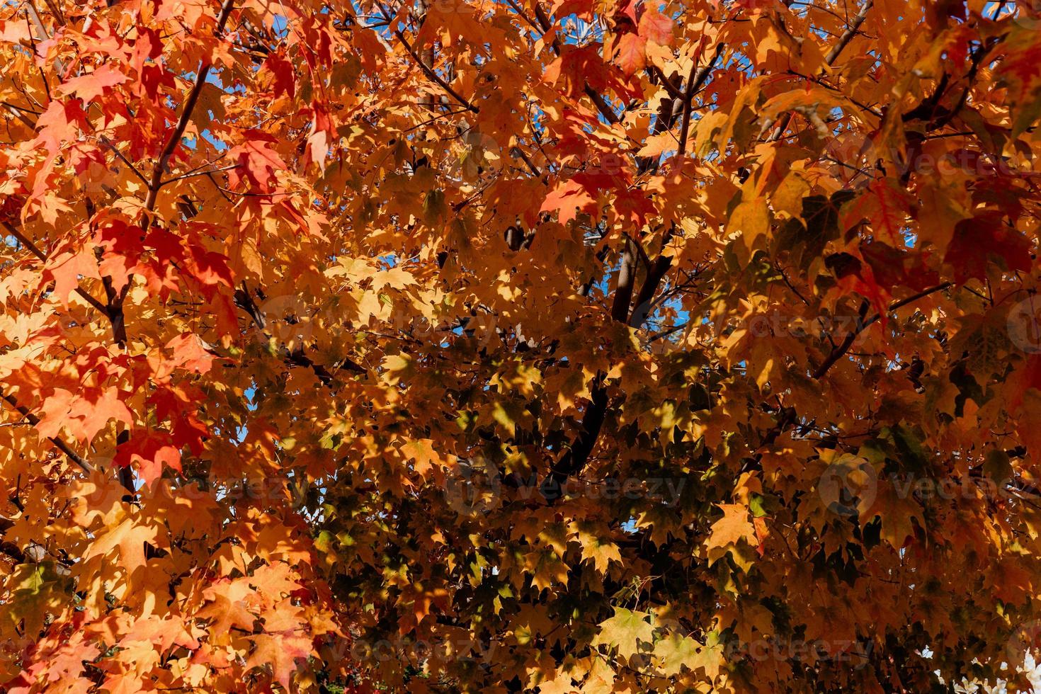 Autumn, yellow leaves on the trees. Autumn Park. Maple tree. photo