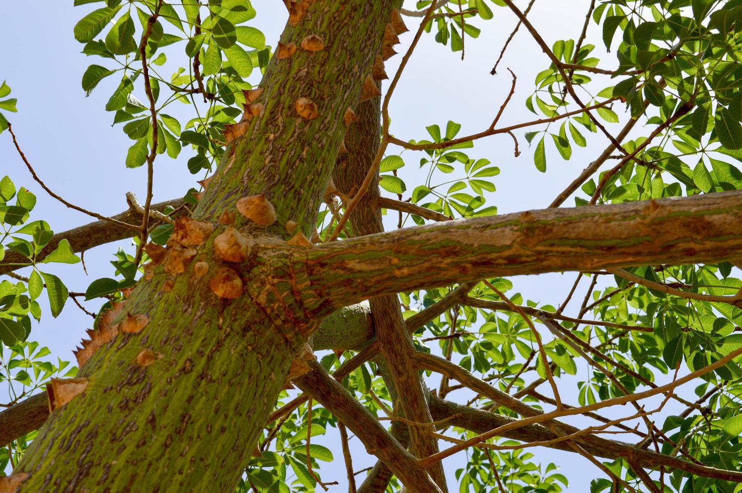 un gran árbol aterrador con una corteza de púas con púas afiladas exóticas tropicales raras inusuales únicas textura peligrosa. el fondo foto