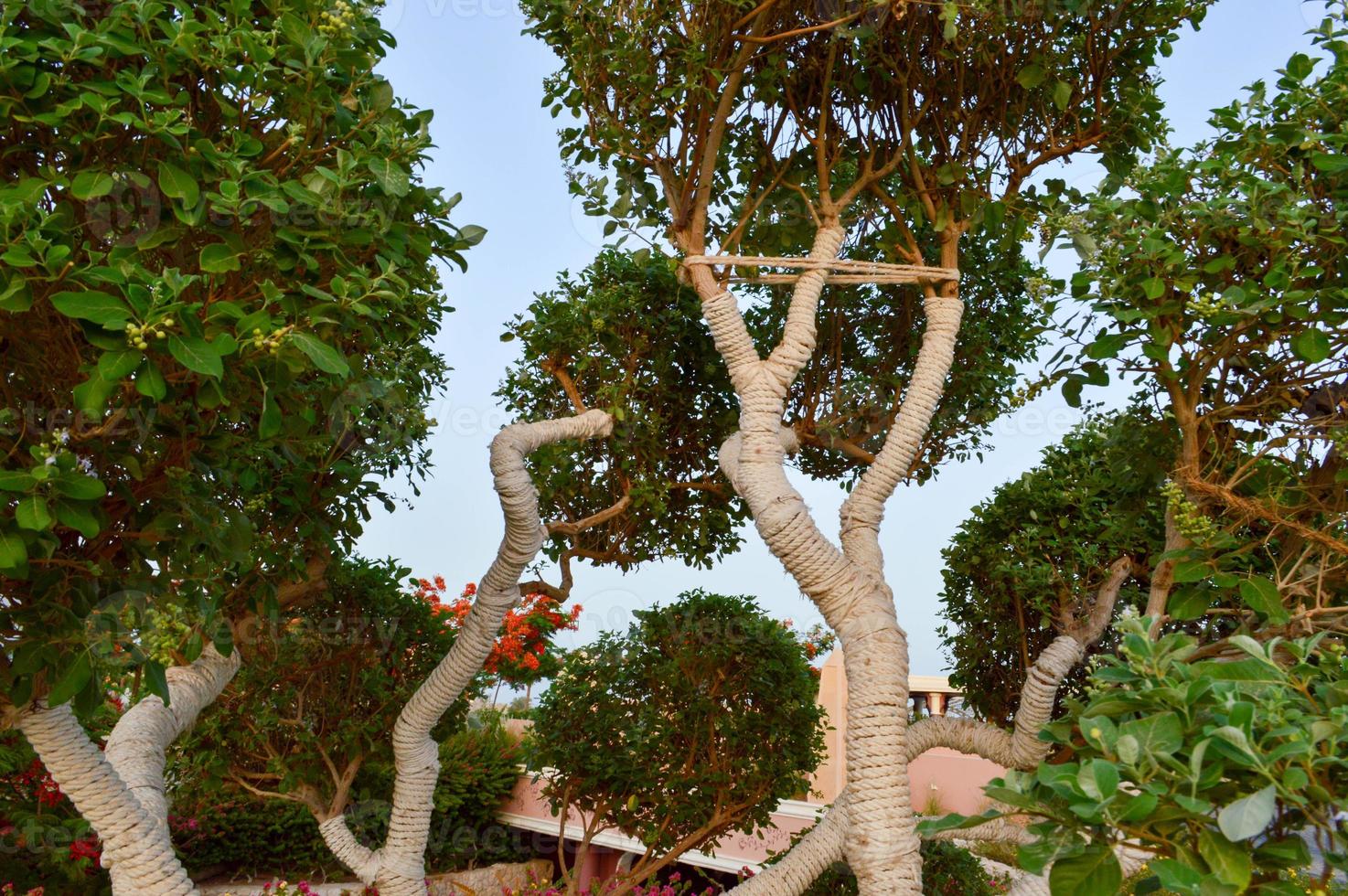 A beautiful unusual exotic tree with green leaves branches and trunk wrapped, wrapped in a white rope, threads, curling photo