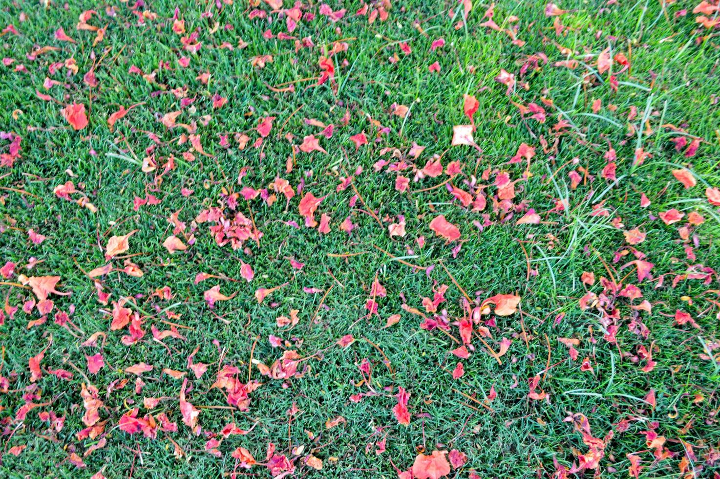The texture of green fresh mown trimmed smooth natural bright grass, English lawn fields and scattered petals of red flowers. The background photo