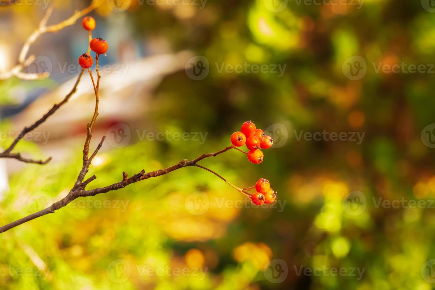 Autumn hawthorn branch with red berries and yellow green leaves on a blury background. Autumn leaf color background. photo