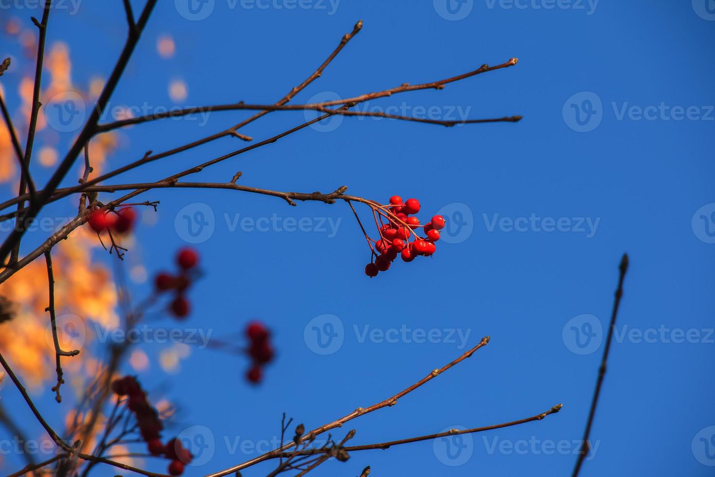 Autumn hawthorn branch with red berries and yellow green leaves on a blury background. Autumn leaf color background. photo